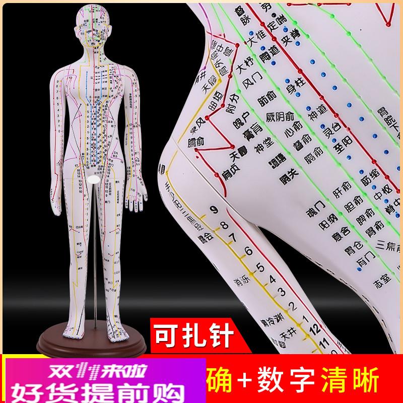 彩白色 人体针灸模型模特图 经络穴位中医全身十二小皮人扎针练习