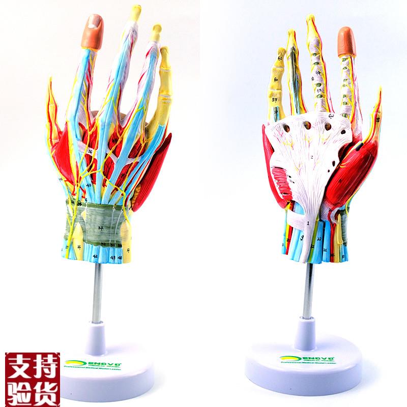 ENOVO颐诺手部解剖模型v手关节骨骼肌肉血管神经手外科腕关节手显