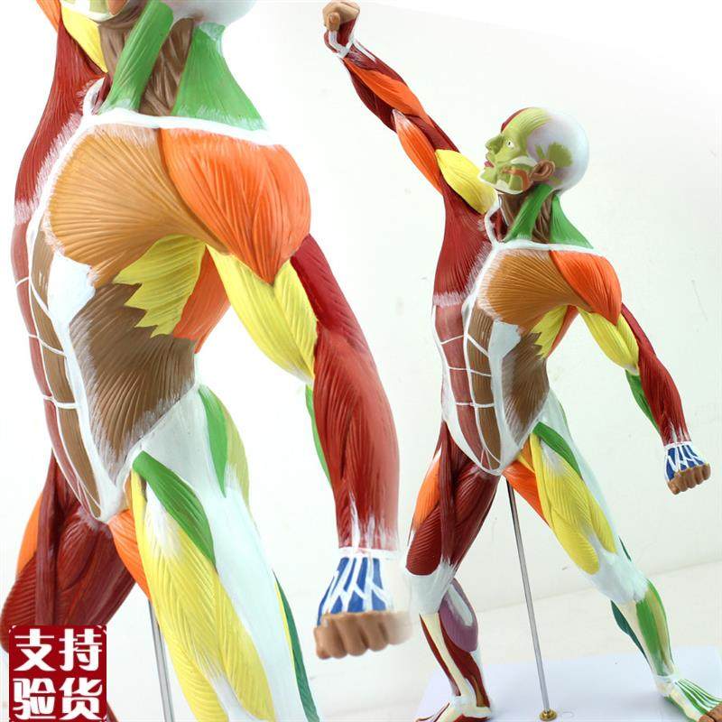 ENOVO颐诺医学美术人体全身肌肉模型I运动肌肉解剖系统健身教学人,文具电教/文化用品/商务用品,教学标本/模型,淘宝优惠券,粉丝福利购,淘宝优惠卷
