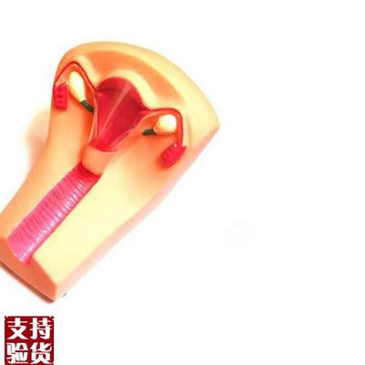 女性宫内避孕器l及训练模型避孕训练模型女性上环训练模型