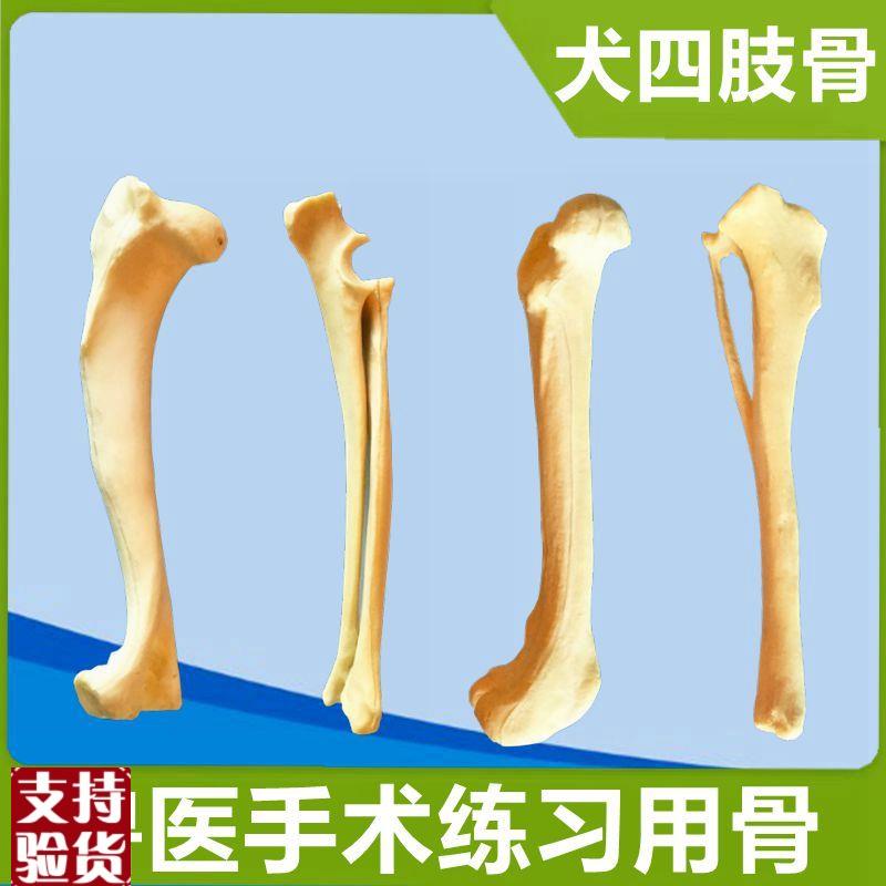狗骨骼模型仿真骨手术器械练习假骨四肢骨盆兽医技V能宠物医生实