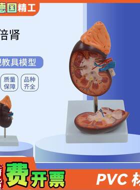 德国】PNT-05j61-1肾解剖教学模型肾解剖1.5倍放大附肾上腺教学模