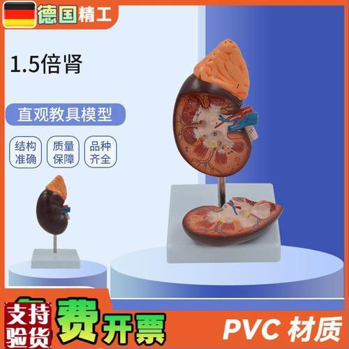 德国】PNT-05j61-1肾解剖教学模型肾解剖1.5倍放大附肾上腺教学模