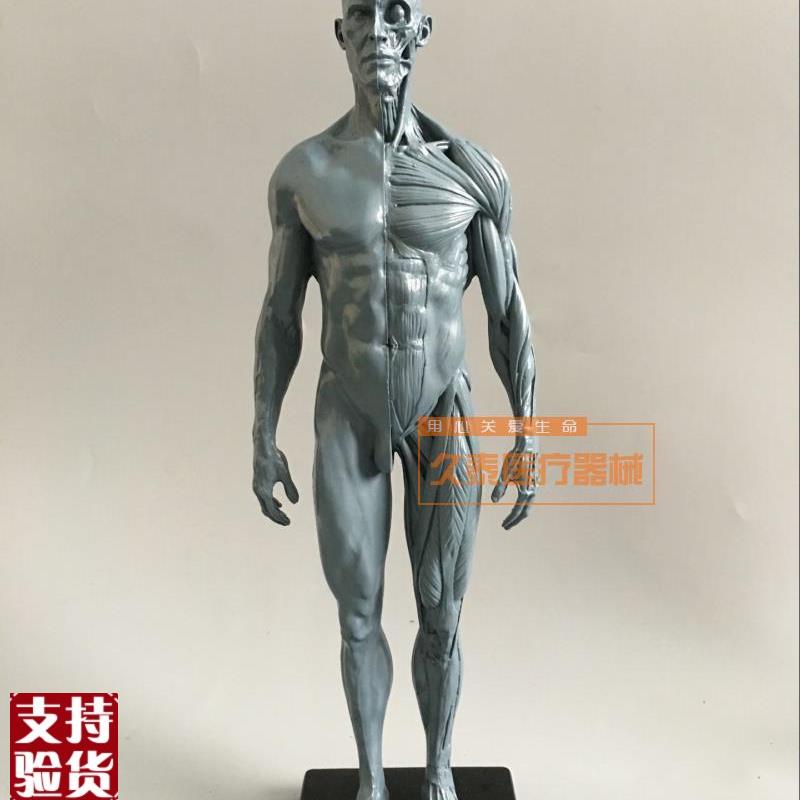 绘画美术艺用人体模型雕塑设计医用CG参考肌肉骨骼解剖.模型高质