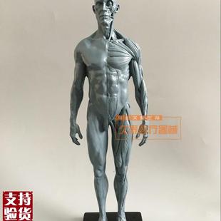 绘画美术艺用人体模型雕塑设计医用CG参考肌肉骨骼解剖.模型高质