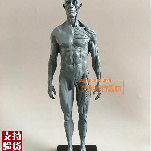 绘画美术艺用人体模型雕塑设计医用CG参考肌肉骨骼解剖.模型高质