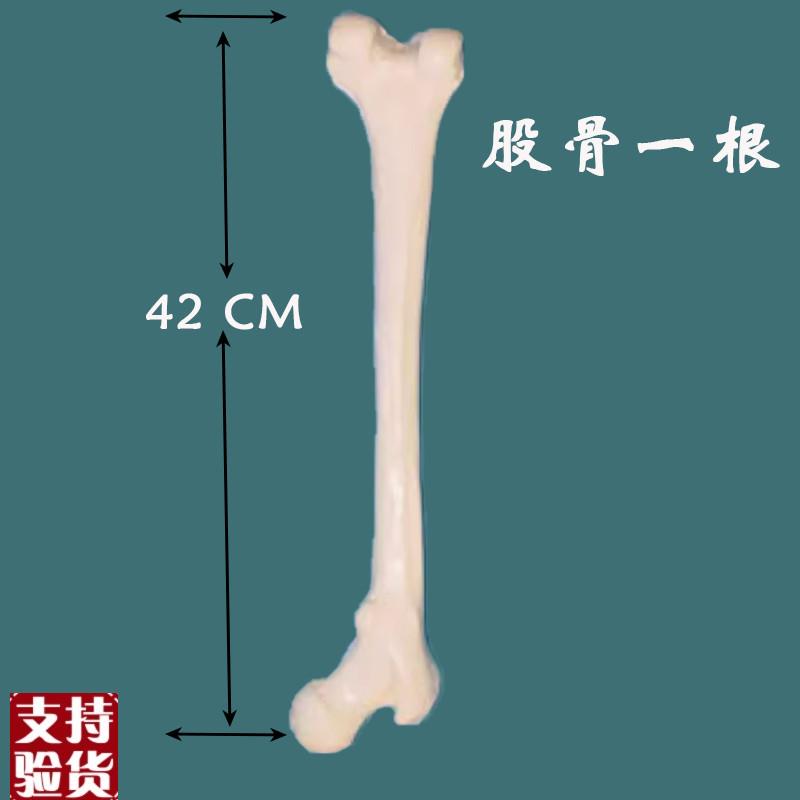 一比一仿真人体k大腿骨股骨模型人体大腿骨骨骼模型长骨头