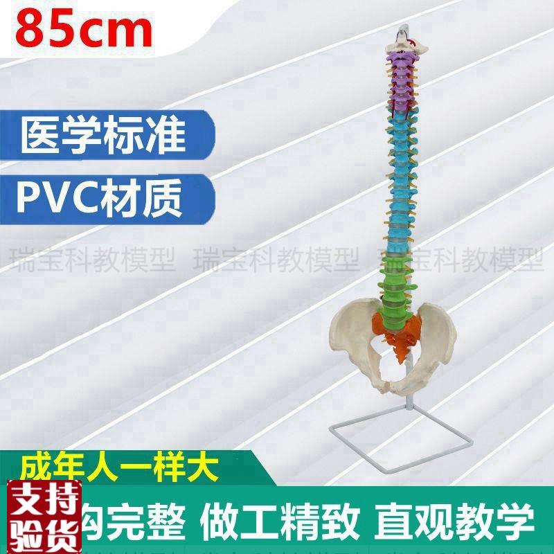1:1脊椎模型医用脊柱自然弯曲肌肉起止点彩色区分正骨Z中医专瑜伽