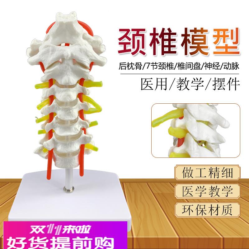 颈椎带颈动脉后枕骨椎间盘与神经模型 医学人体骨骼解剖模型