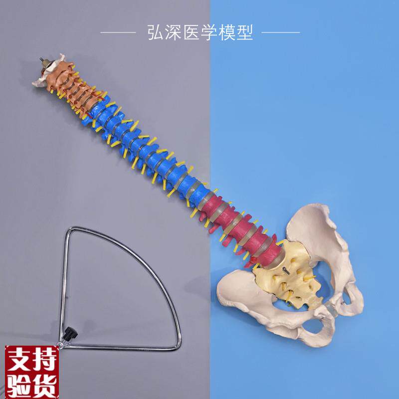 彩色人体脊柱模型带骨盆脊椎间盘神经1比I1颈腰椎中医学正骨科教