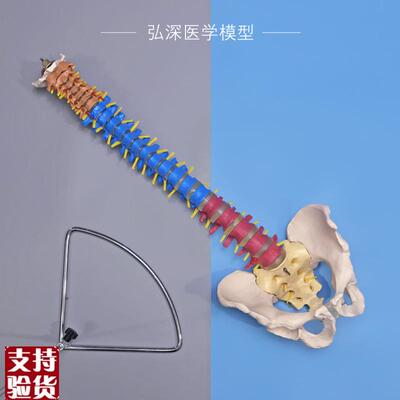 彩色人体脊柱模型带骨盆脊椎间盘神经1比I1颈腰椎中医学正骨科教