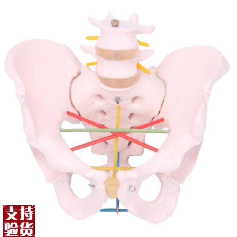 骨盆测量示教模型女性骨盆测量O模型骨盆教学模型