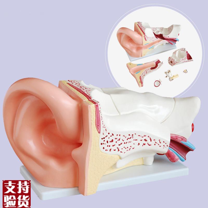 新型大耳解e剖放大模型(5倍)大型耳模型耳朵内外结构模型