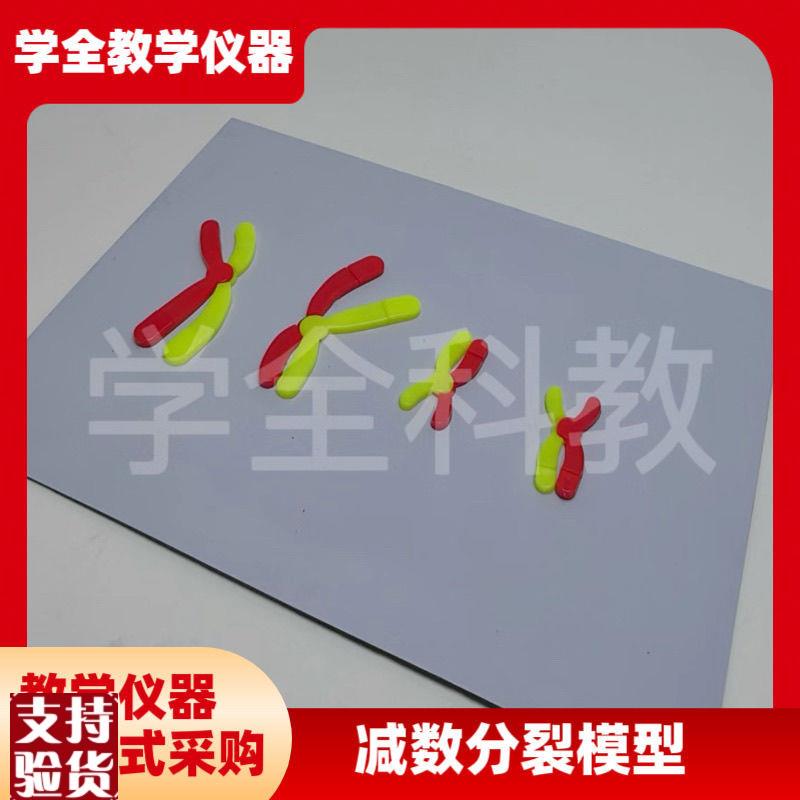 减数分裂中染色体变化模型组件z磁吸式磁贴高中生物实验器材教学