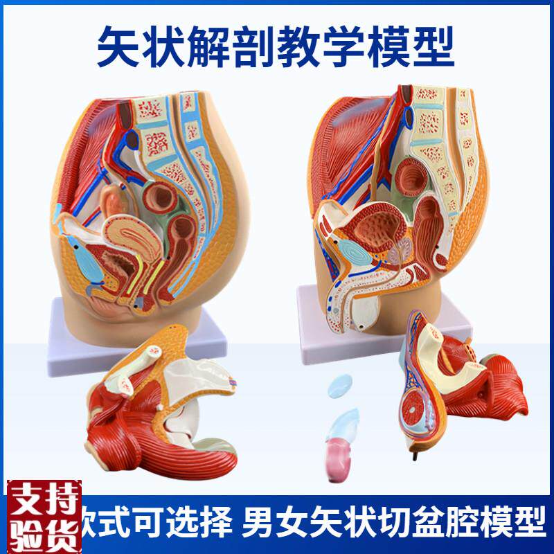 男女性盆腔矢状解剖模型男女性生殖系统H子宫模型女性生殖器官模