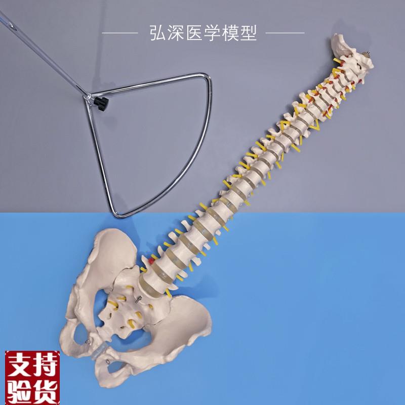 人体脊柱模型脊椎带尾骨盆颈胸腰C椎间盘一比一可弯曲中医正骨教