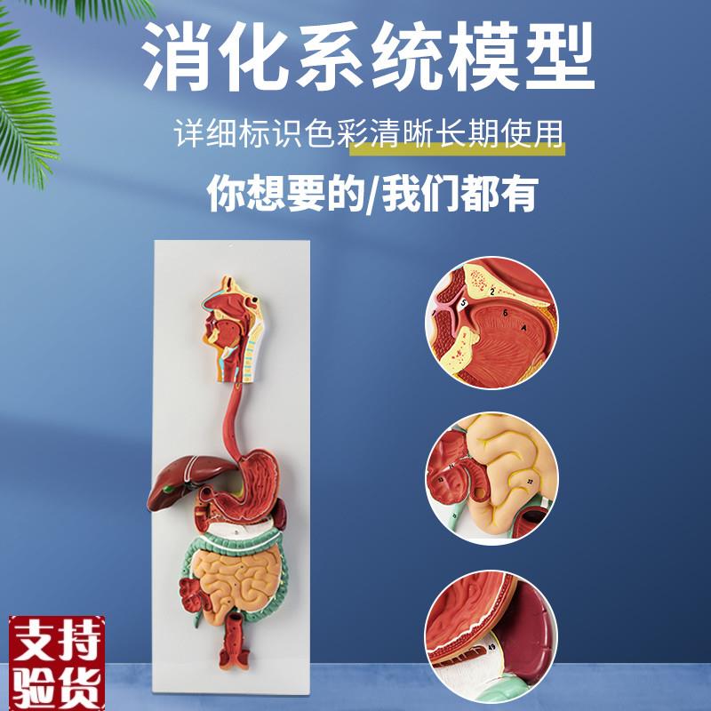 人体消化系统模型消化道胃剖面B鼻咽喉大小肠胃解剖模型肛肠科