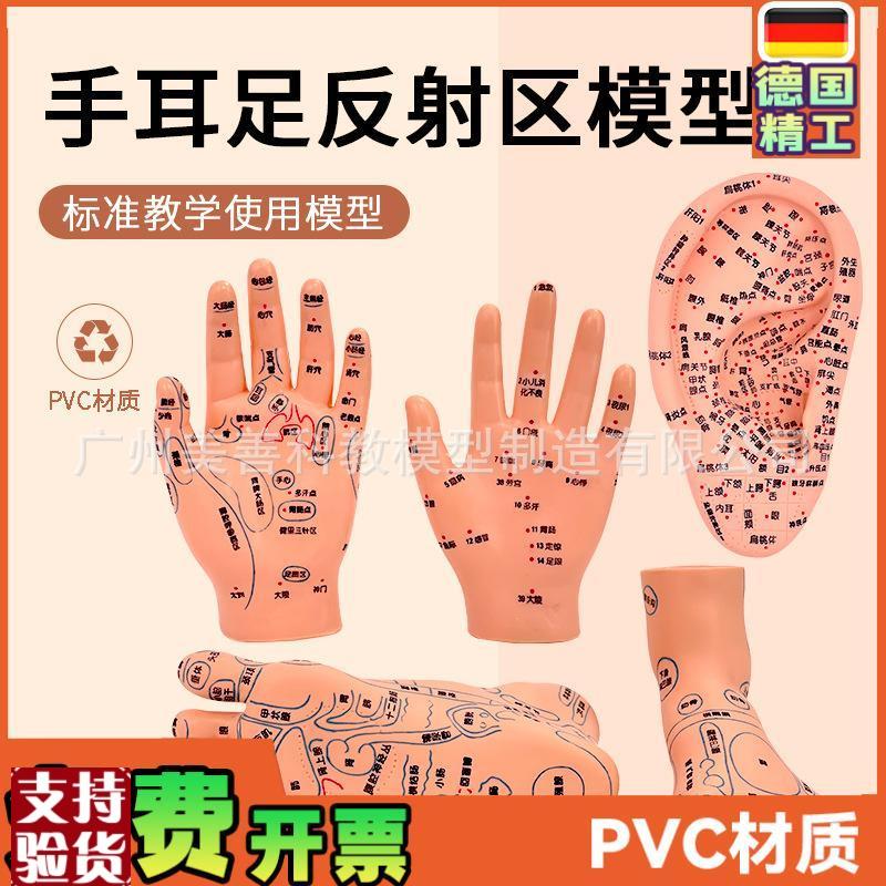 手部穴位针灸模型足底按摩脚部按摩艾灸R穴位足部耳穴模型