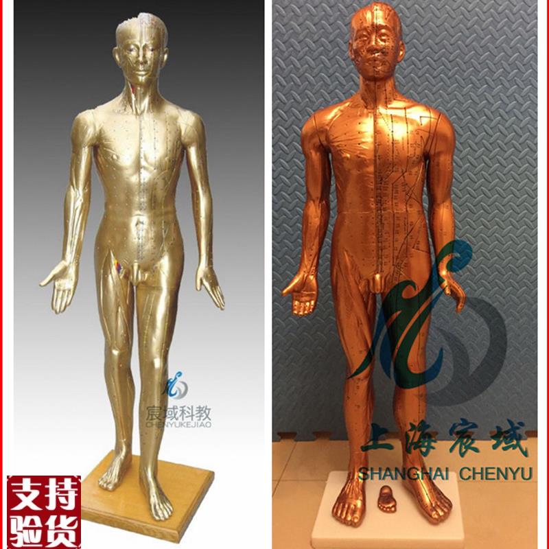 超清晰经络通针灸铜人人体穴位模型T中医针灸人模