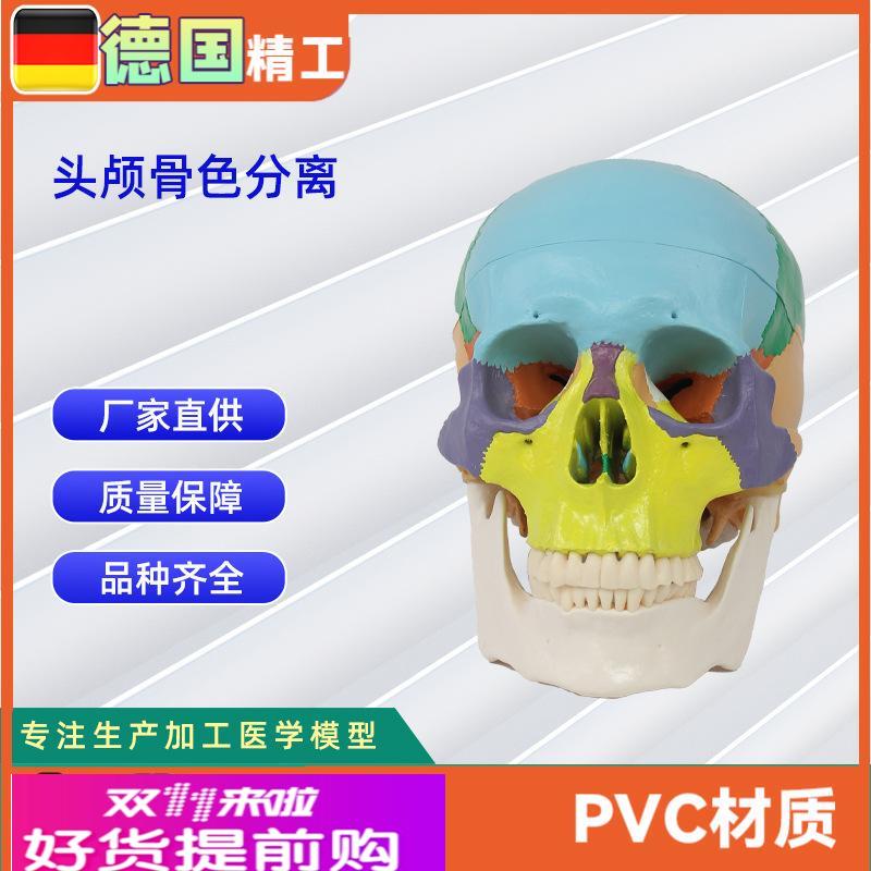 头颅骨色分离 医学人体头骨模型骨科教学模具