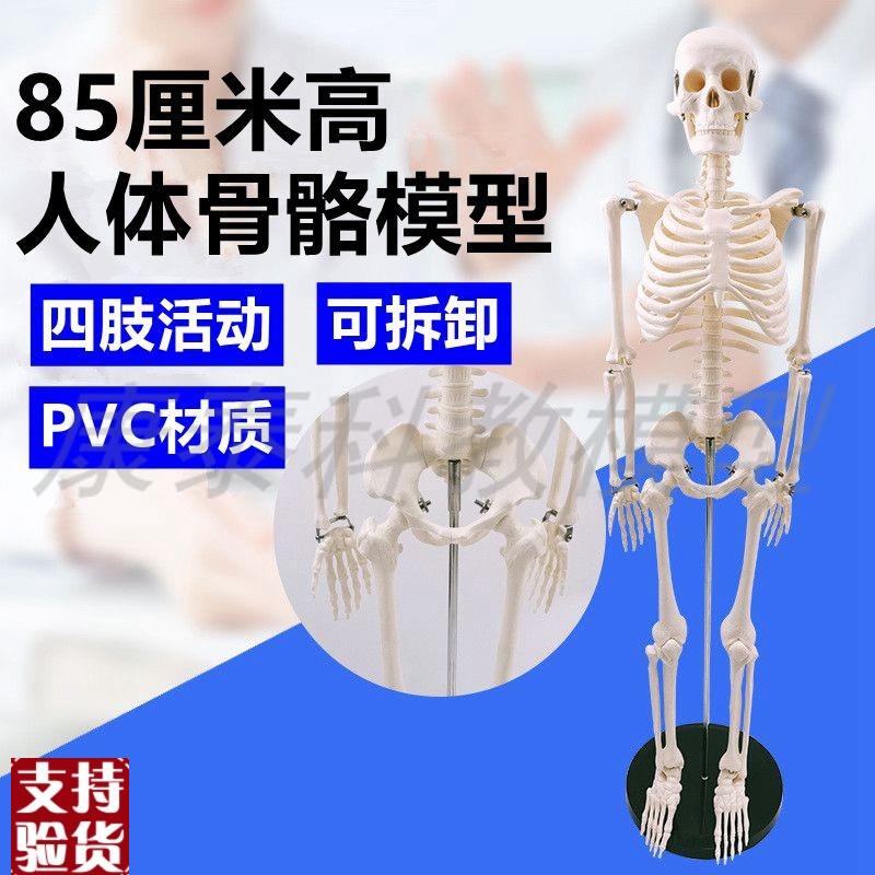 85厘米仿真人骨骼模型椎间盘全身C肌肉起止点瑜伽美术医用健身培