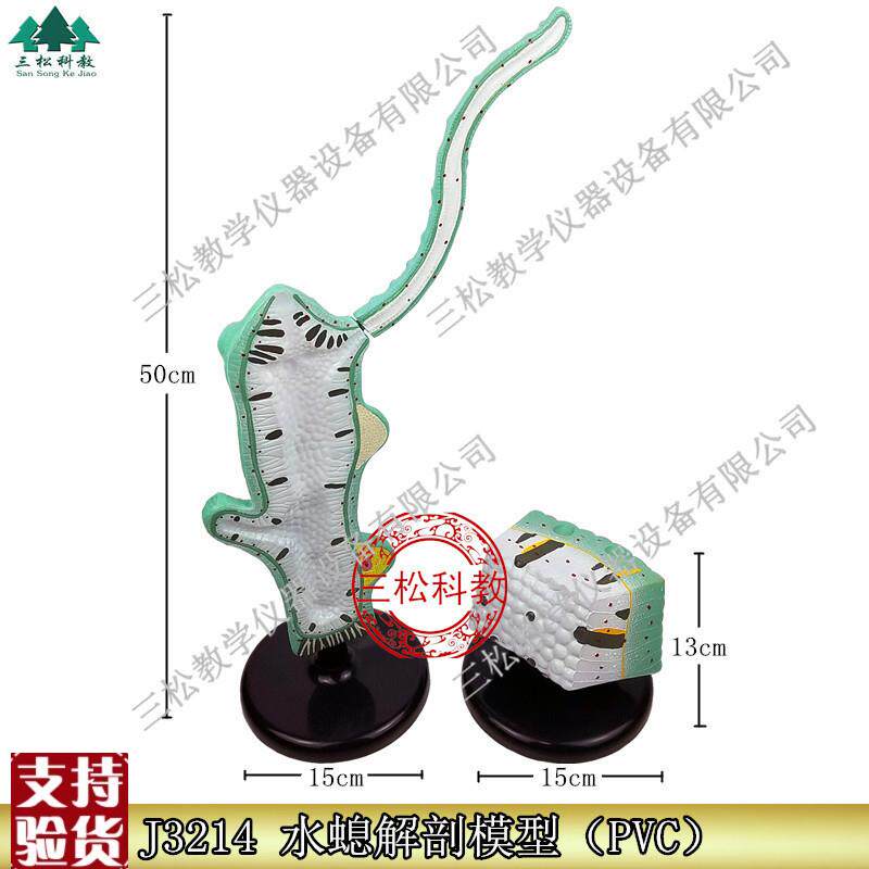 水螅解剖a放大模型触手3214初中高中生物模型实验器材教学仪器