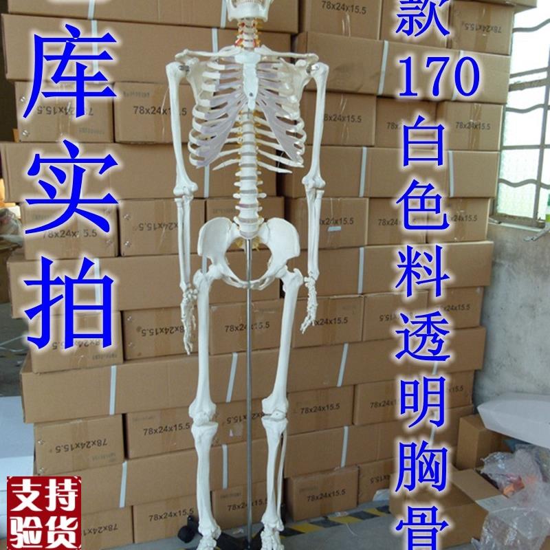 新款美术艺用医用标准的170cm人体大骨骼模型Y骷髅骨架标本