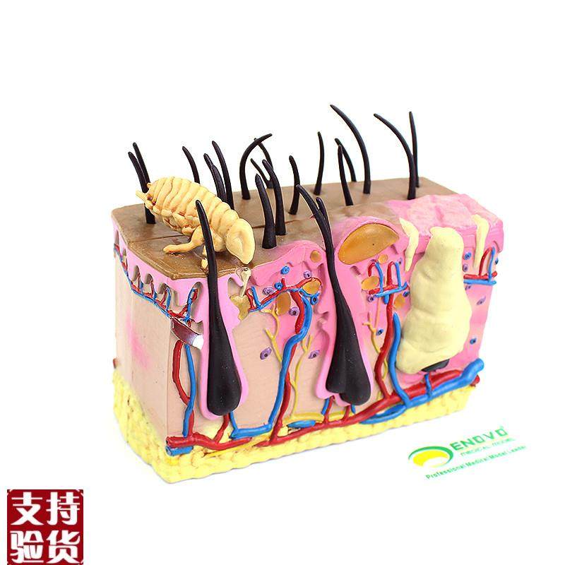 ENOVO颐诺狗k皮肤模型犬跳蚤咬伤犬皮肤宠物狗皮肤解剖模型犬皮,文具电教/文化用品/商务用品,教学标本/模型,淘宝优惠券,粉丝福利购,淘宝优惠卷