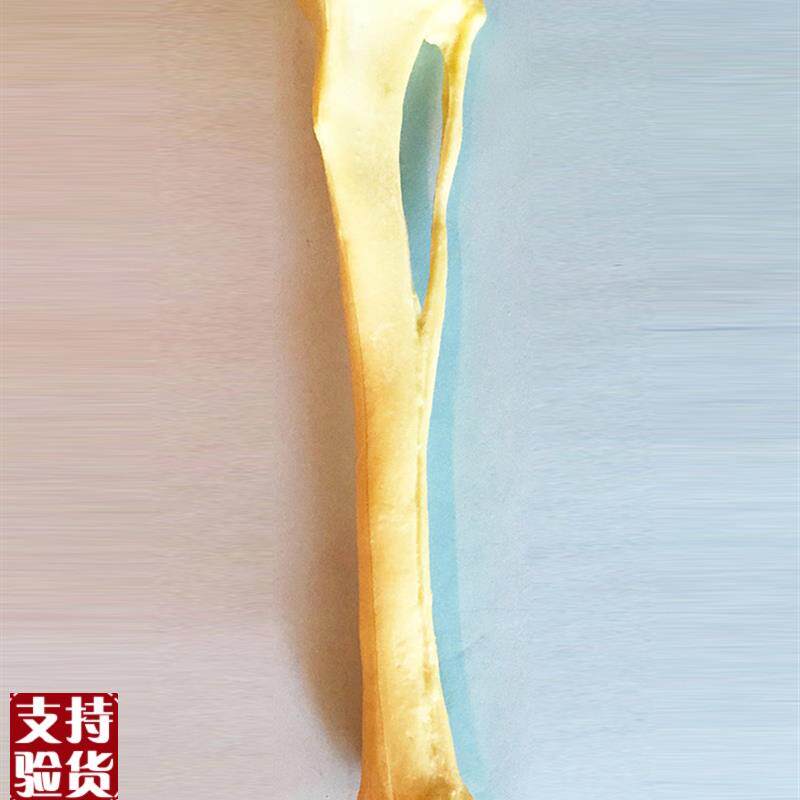 手术练习仿真骨狗胫骨腓骨模型骨科狗骨架动物S骨骼犬科宠物直销