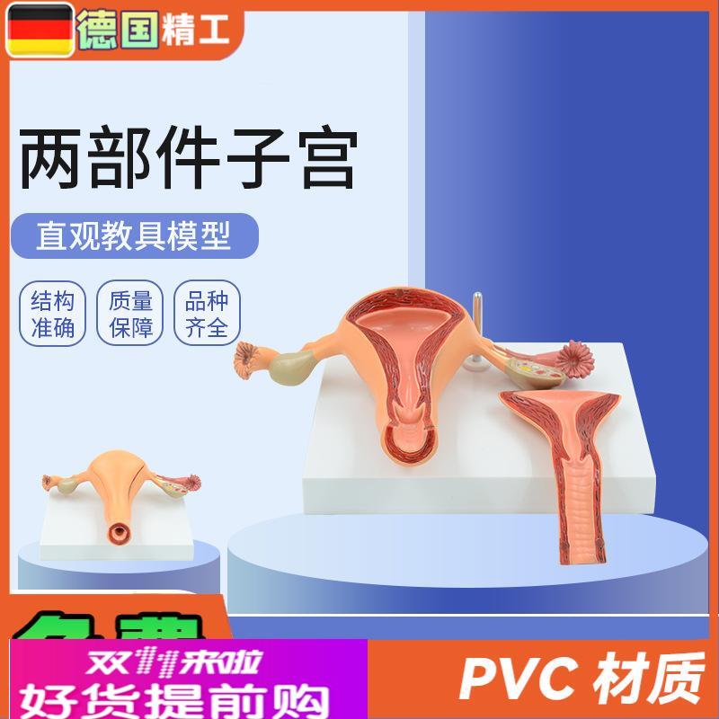 德国】仿真医学用女性内生殖系统子宫卵巢解剖模型妇科产科计生教