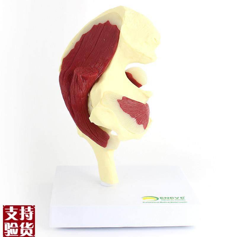 ENOVO颐诺人体髋关节附肌肉模型关节S肌肉运动解剖髋肌,文具电教/文化用品/商务用品,教学标本/模型,淘宝优惠券,粉丝福利购,淘宝优惠卷