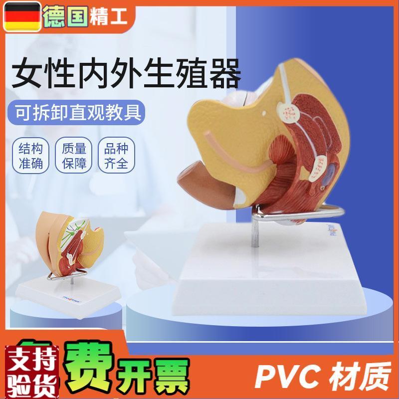 德国】女性子宫模型卵巢阴道女性内外K生殖官模型生殖科妇科演