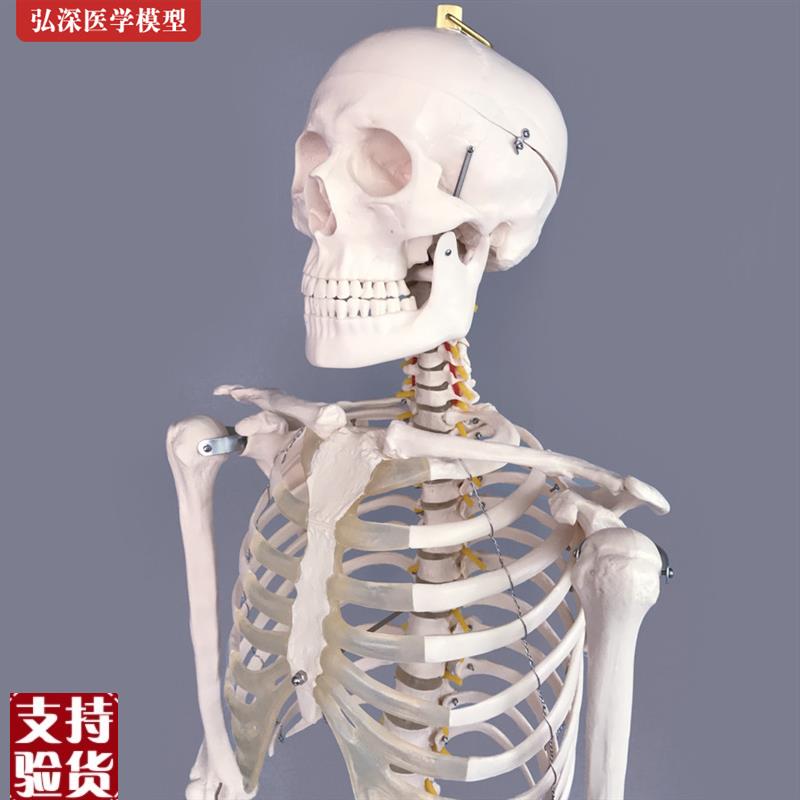 人体全身骨骼模型180cm大y骨架结构脊柱脊椎骷髅头医学教学具模具