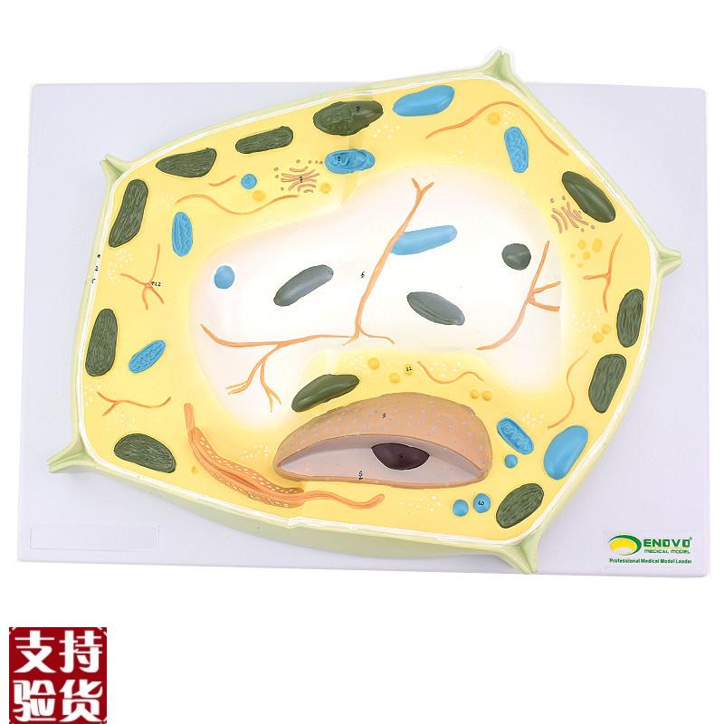 ENOVO颐诺植物细胞模型植物z学生物学林业大学教学森林植物教学教