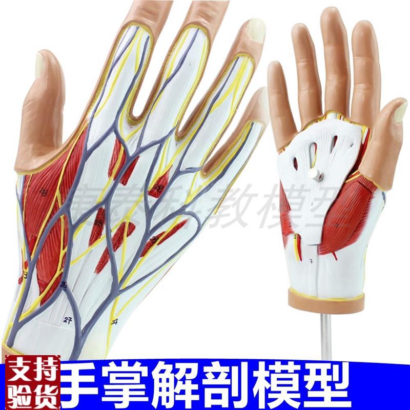 手掌解剖模型皮肤肌m肉血管神经关节肌腱韧带外科医生教学手指骨
