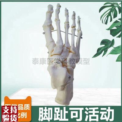 1比1脚骨模型脚趾可活动跟骨距骨散的足I骨手关节腕骨手指活动造