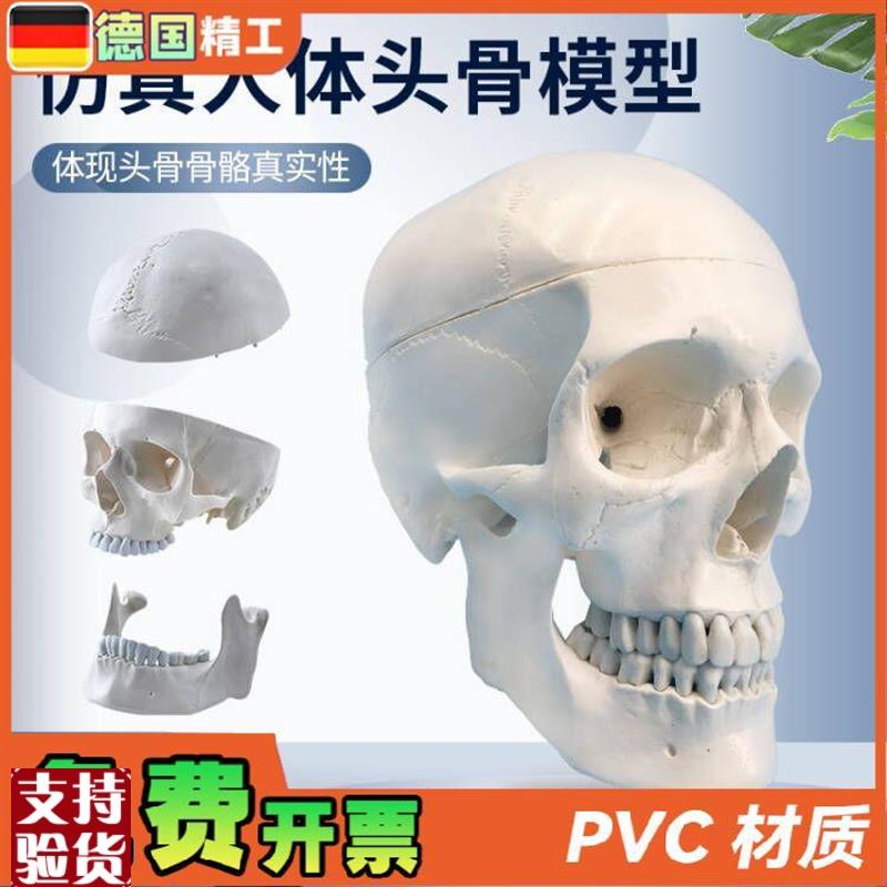 自然大头骨d模型头颅骨模型人体骨骼脊柱模型医用艺用美术骷髅头