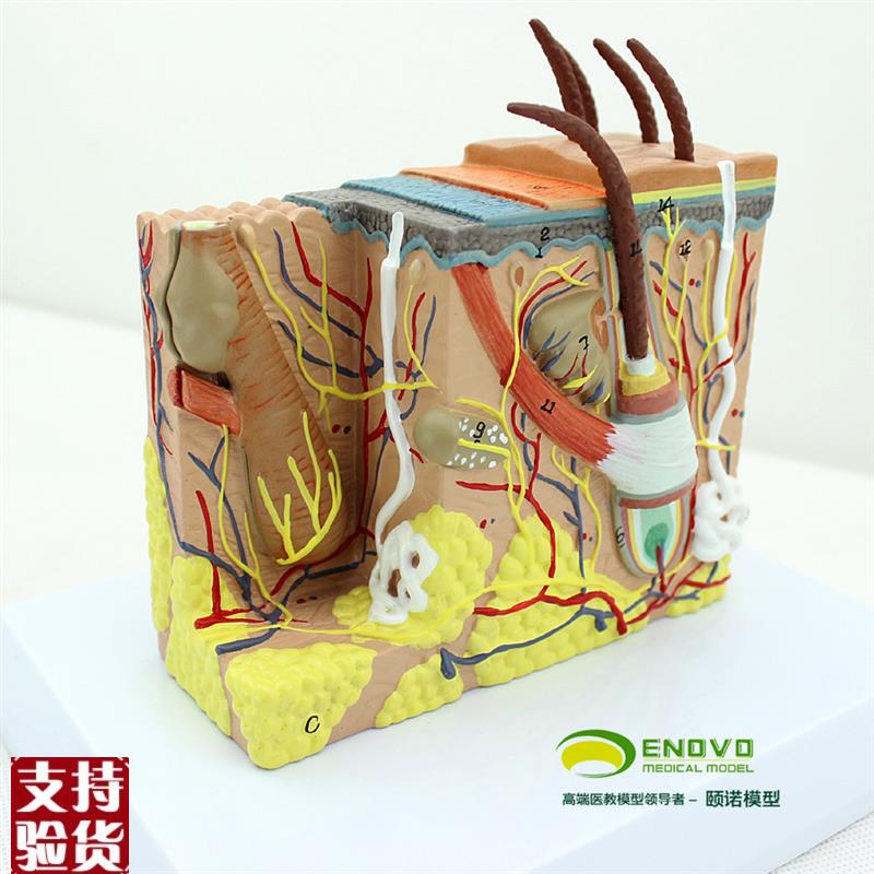ENOVO颐诺人体皮肤组织解剖放大模型微创N皮肤美容美妆整形脸面部