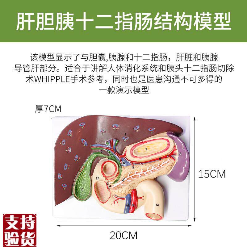 教学仿真c胰脾肝胆十二指肠浮雕模型肝胰腺十二指肠胃解剖内脏标