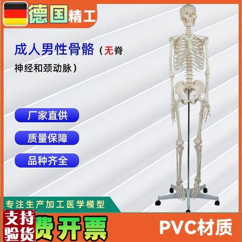 德国精工】成人男性骨骼(无脊神经和L颈动脉)无泡沫盒包装