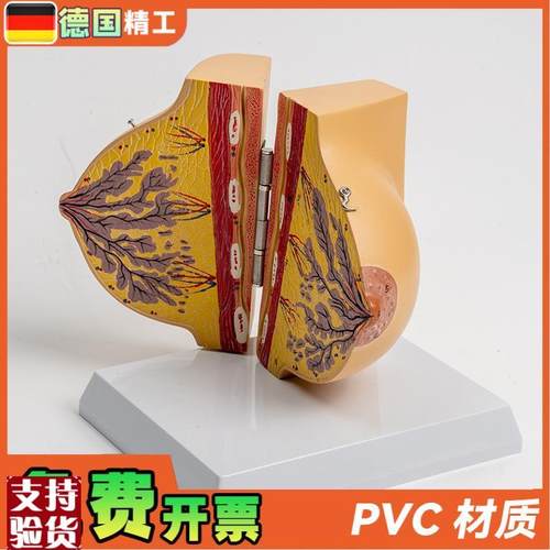 德国】乳房模型胸模型胸部解剖模型静止期女性乳房结构Y造医学教