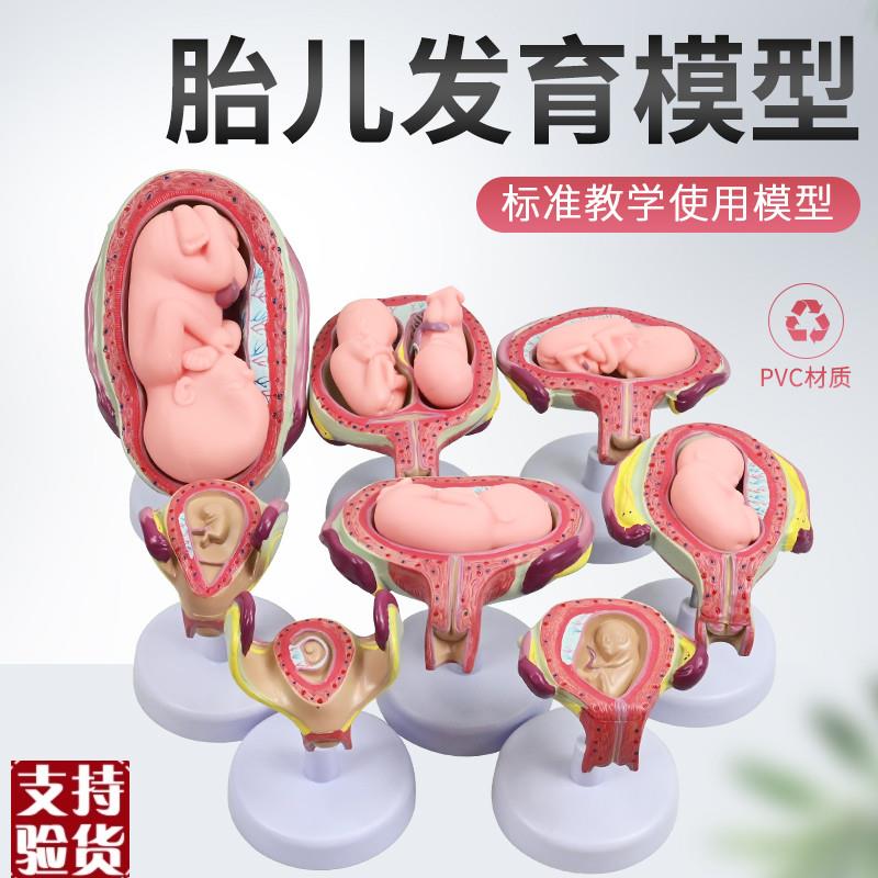 妊娠发育过程模型胚胎q计划生育模型计生展示模型胎儿模型子宫