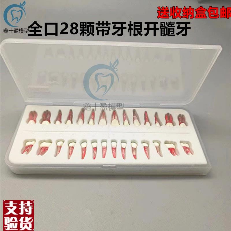 口腔执考练习离体牙根扩修复开髓根管牙粒带牙根U全口28颗包邮