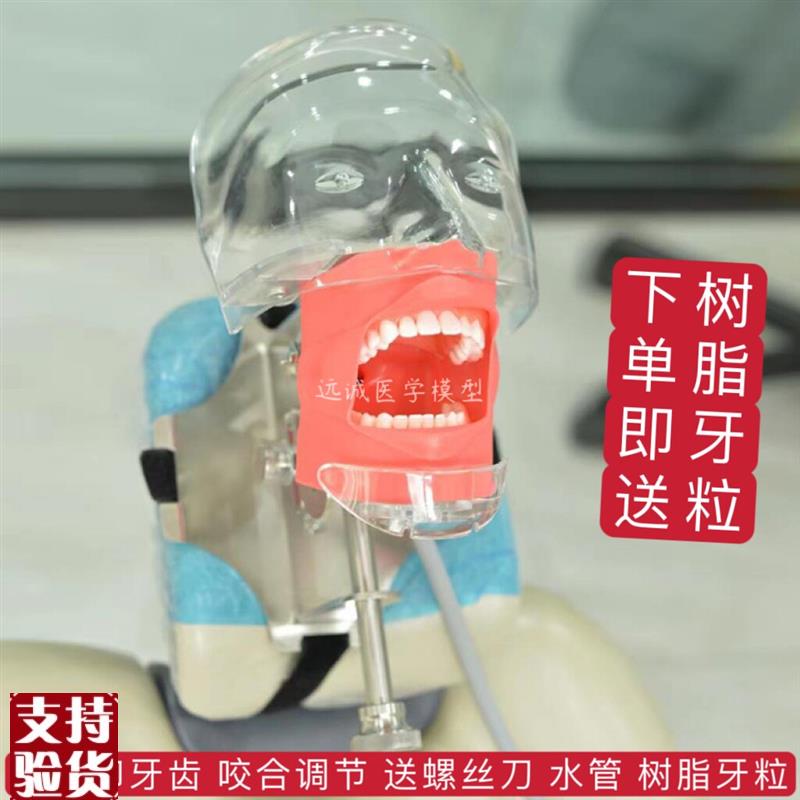 牙科材料口腔备牙模型器械工具离体牙备牙根N管树脂牙简易仿真头