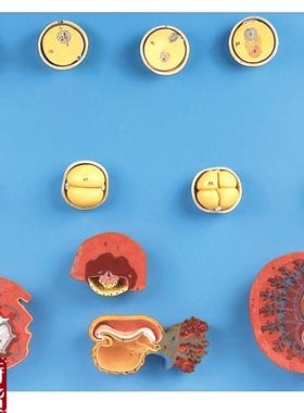 受精与初期胚胎发育过程模型TA42003