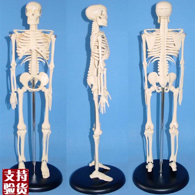 45CM人体骨骼医学r教学模型人体解剖模型,人体模型人体骨架