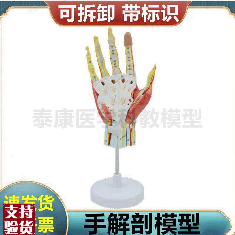 手解剖模型手指关节肌腱韧带手掌肌肉层次腕关节筋V膜疼痛骨伤医