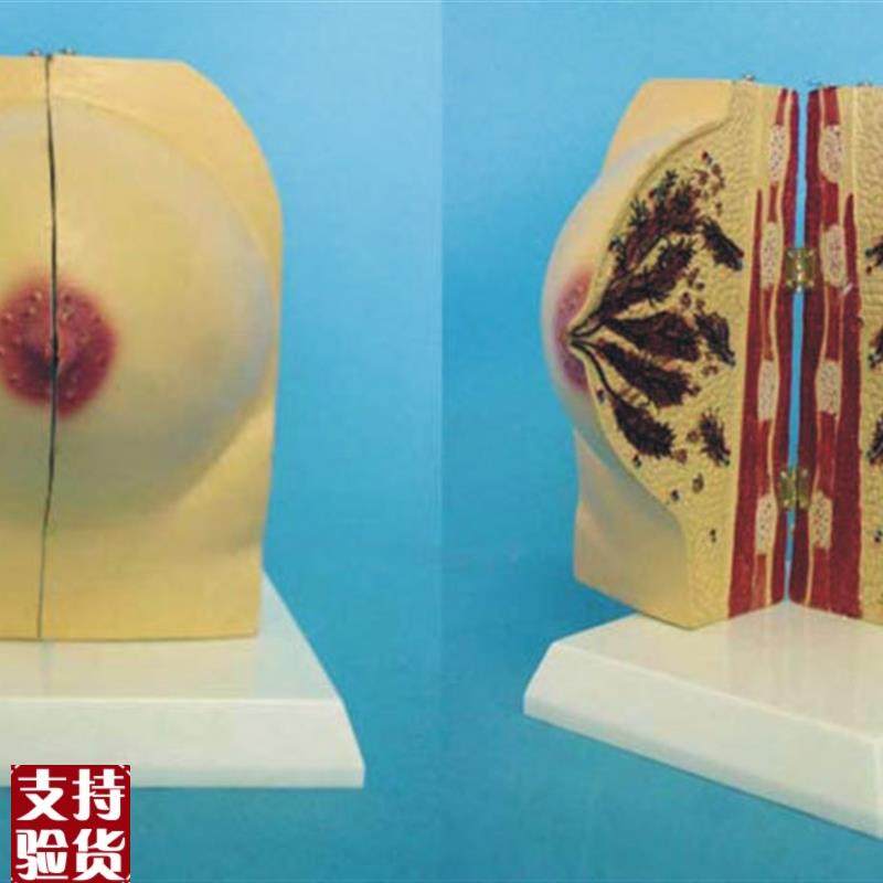 未孕女性乳房解剖模q型女性乳房模型催乳师培训道具哺乳,玩具/童车/益智/积木/模型,其他模型玩具,淘宝优惠券,粉丝福利购,淘宝优惠卷