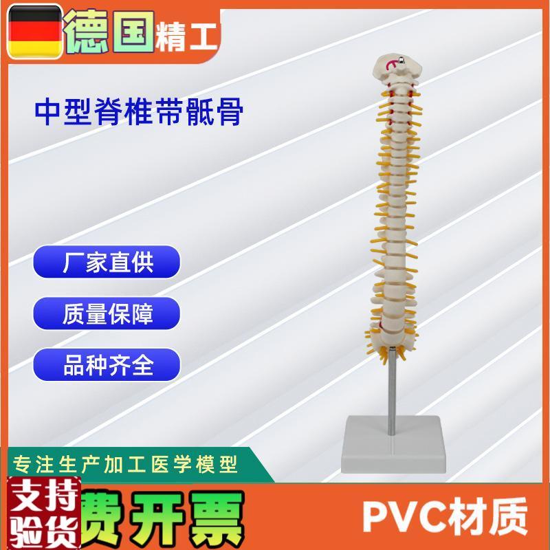 人体中型脊椎合m集人体骨骼模型脊椎模型骨架医学教具