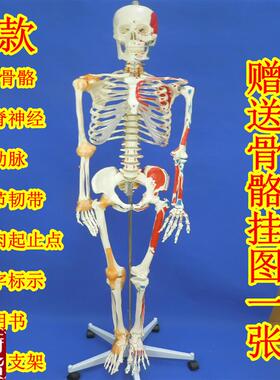 180cm全身人体大骨骼模型女z性骨骼标本模型艺术用成人大骨骼模型